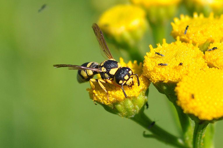 Vespidae - Antepipona?